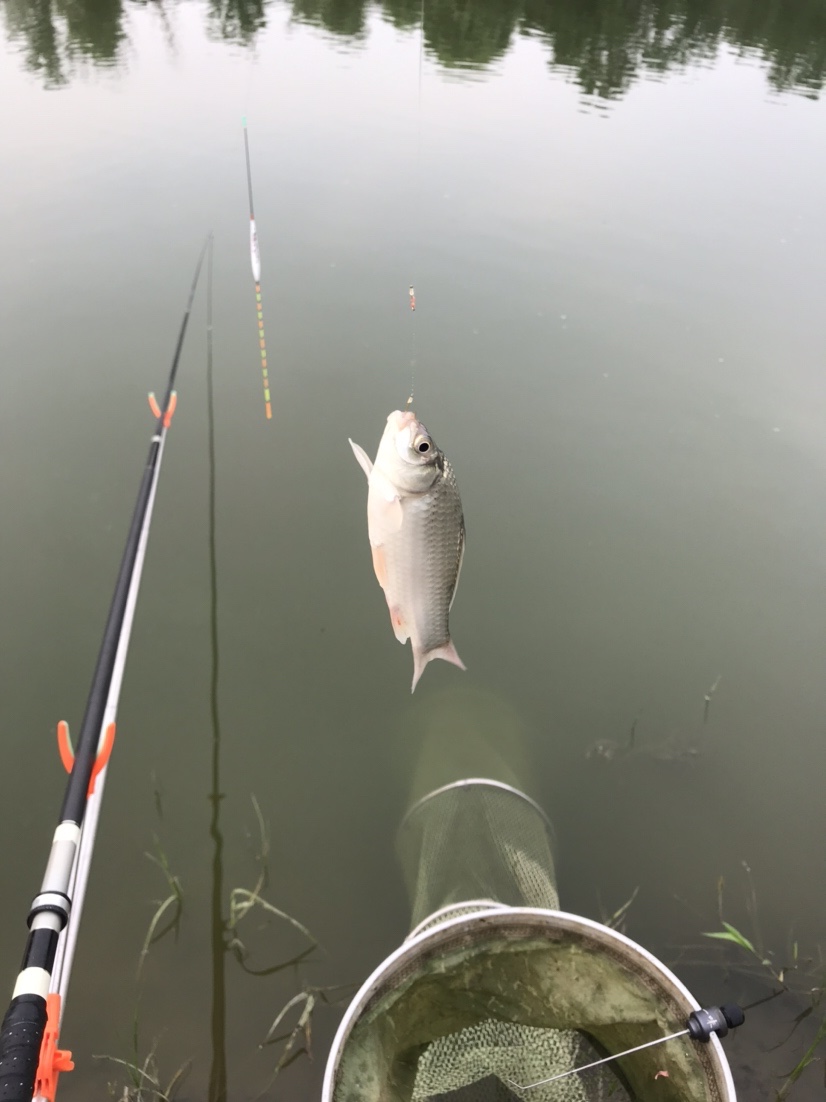 晨钓的收获还是不错的,温榆河钓鱼