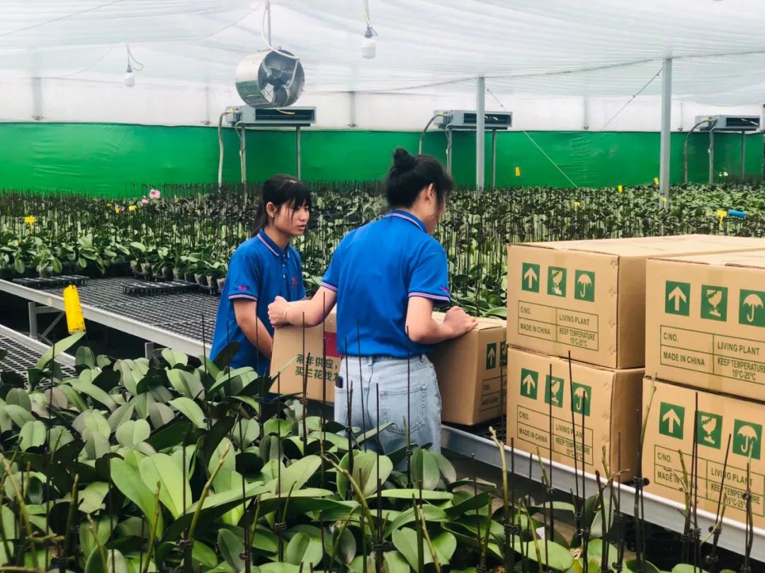 广东翁源兰花年产值超30亿,蝴蝶兰广东年产量