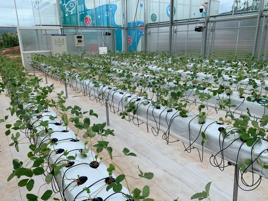 人工智能和顶尖农人比赛种草莓,智能化草莓种植技术