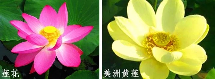 有藕的是莲花还是荷花,荷花与莲花的区别讲座