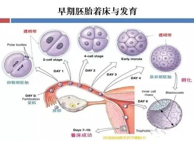「生殖吧」空孕囊、胚胎停育，究竟是怎么一回事？