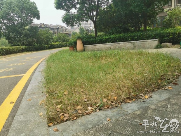 杂草丛生物业清理,小区杂草丛生物业不管怎么办