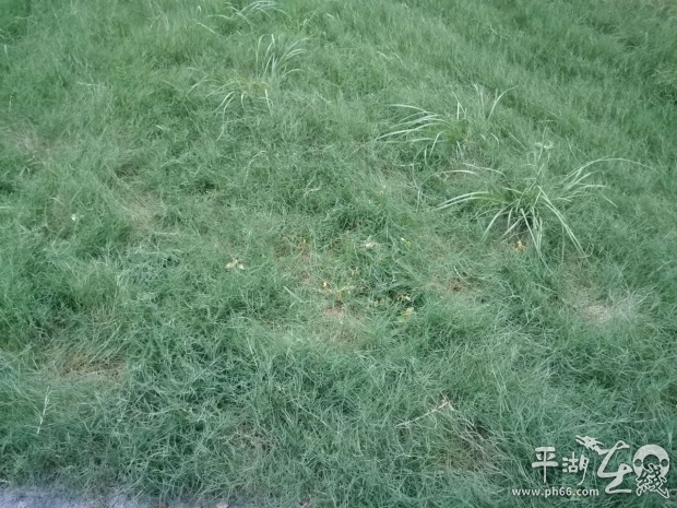 杂草丛生物业清理,小区杂草丛生物业不管怎么办