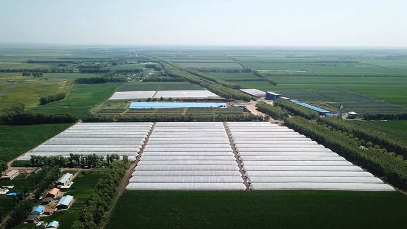 黑龙江一亩马铃薯的收益,黑龙江依安马铃薯