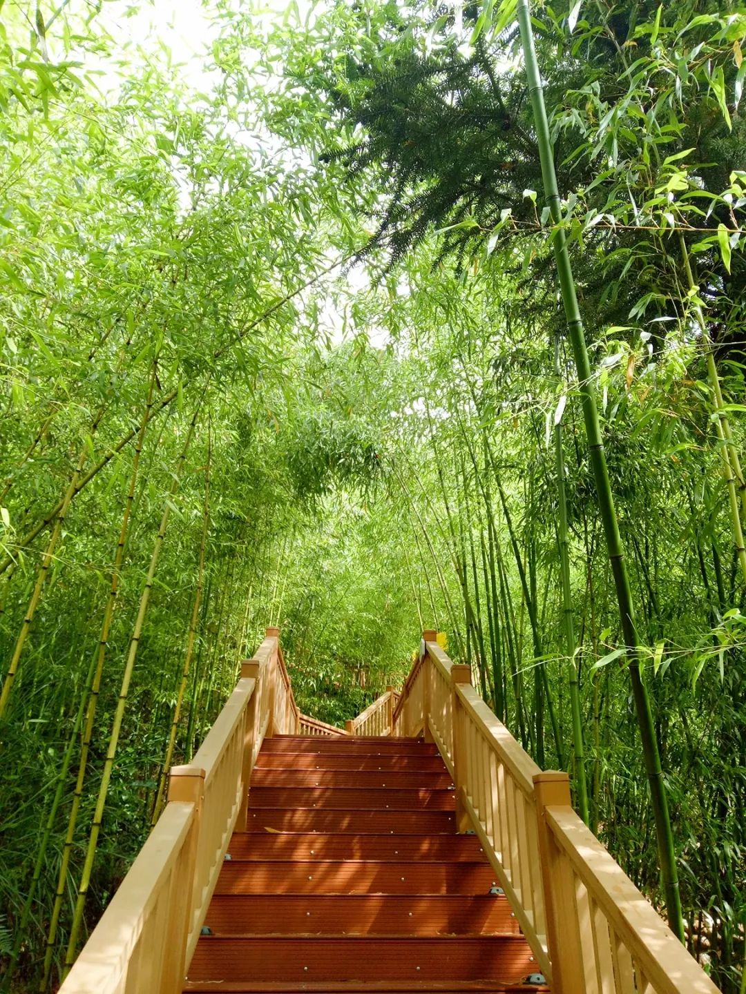 石屏龙韵养生谷干巴菌,云南石屏龙朋干巴菌节