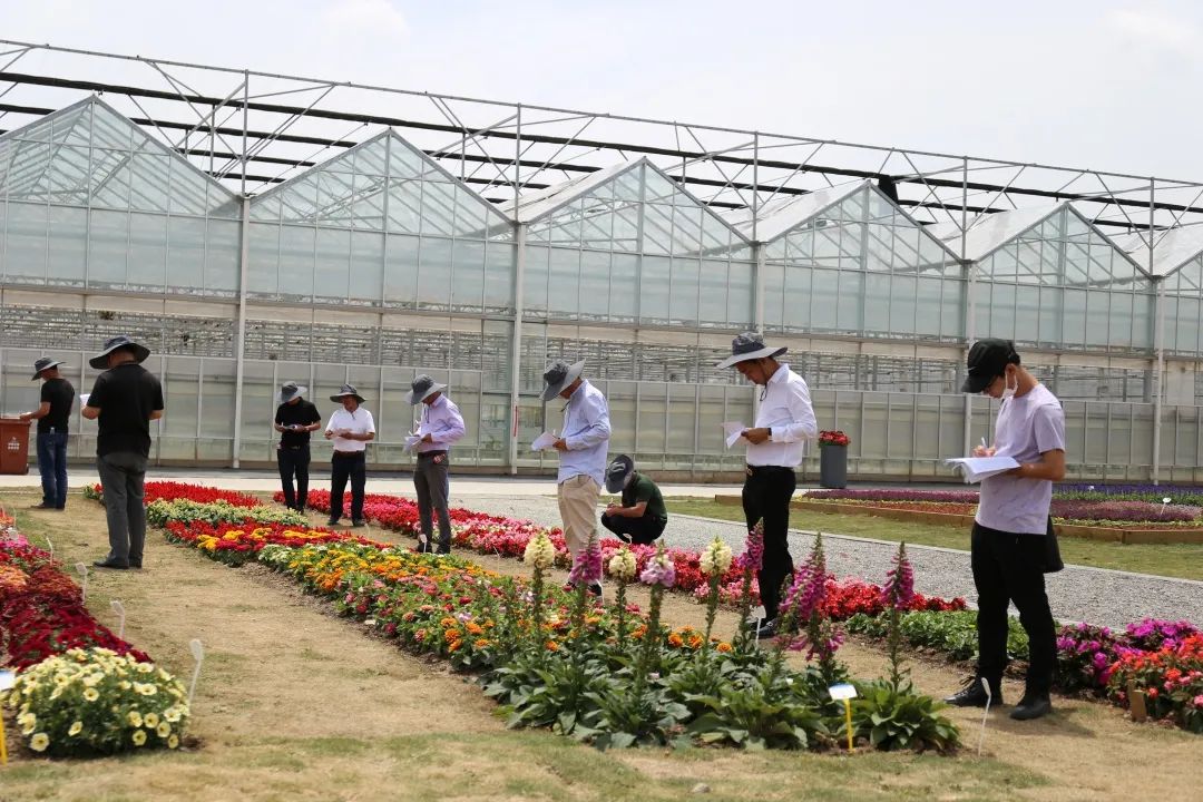 崇明岛比赛直播,上海崇明赛事视频