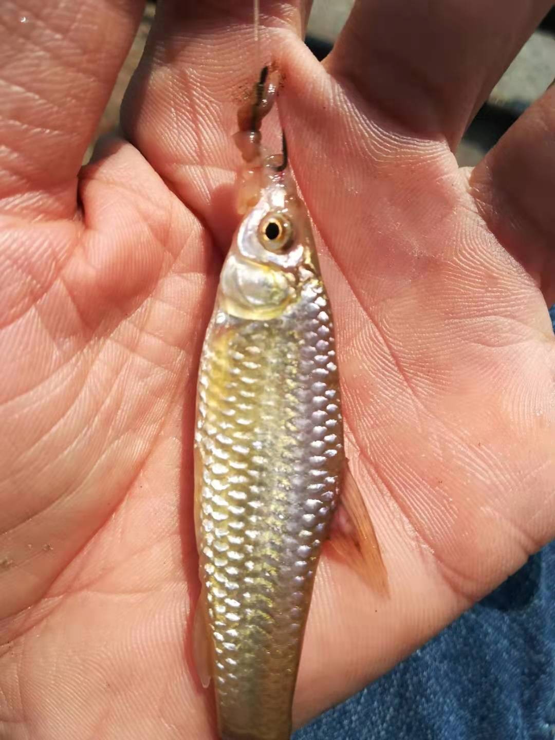 避免小杂鱼闹窝最好的办法,如何避免小杂鱼闹窝