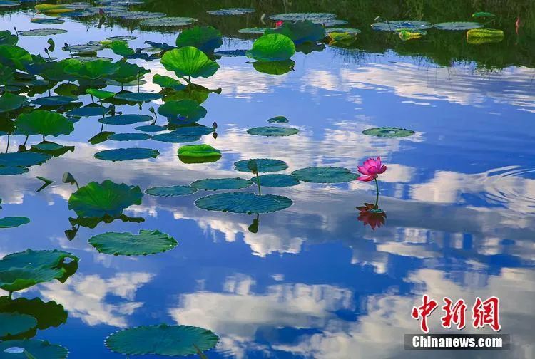 今日白露美句美文,今日白露完整版歌