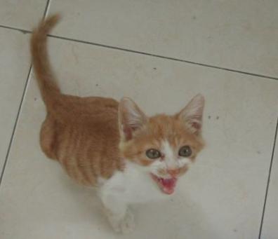 大宠爱和博来恩,博来恩和大宠爱对比