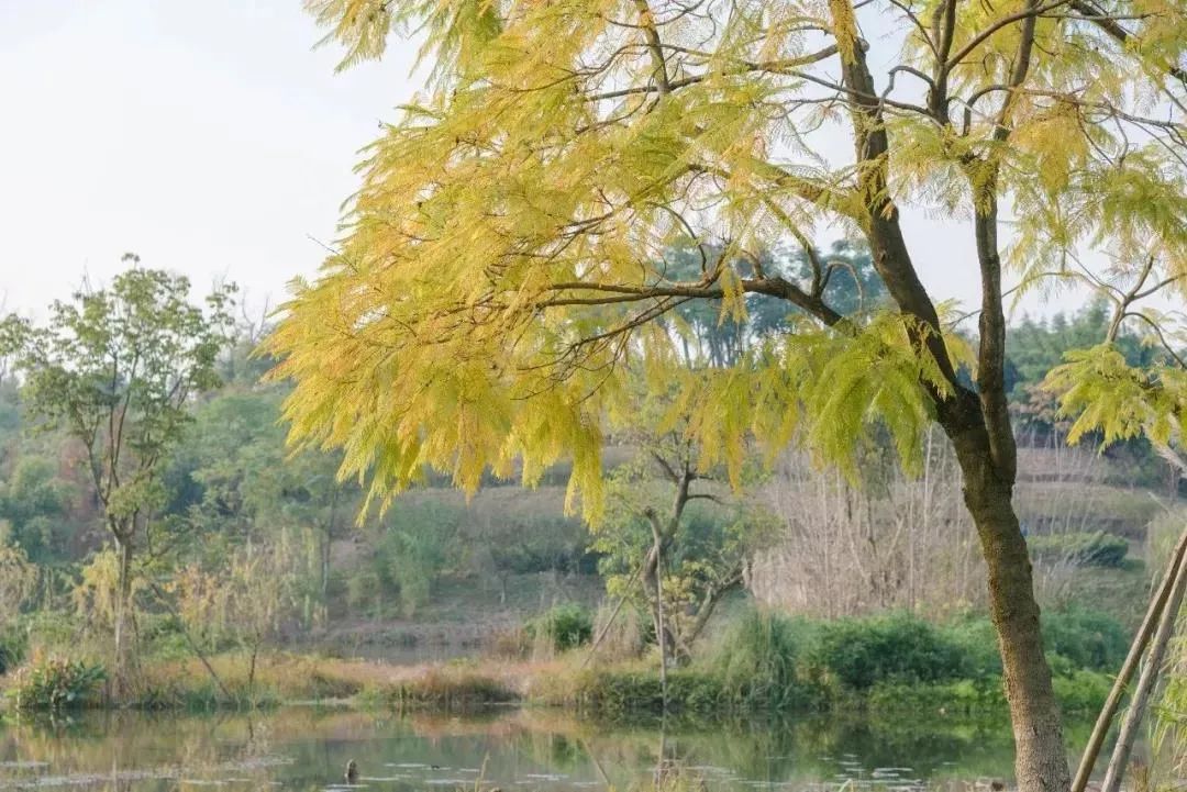 成都景点60岁以上免费门票,成都免费游玩景点推荐