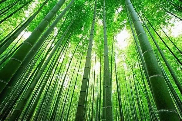 成都免费游玩景点推荐,成都景点免费门票一览表