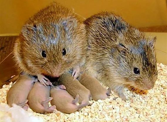 当爱情可以被药物干预