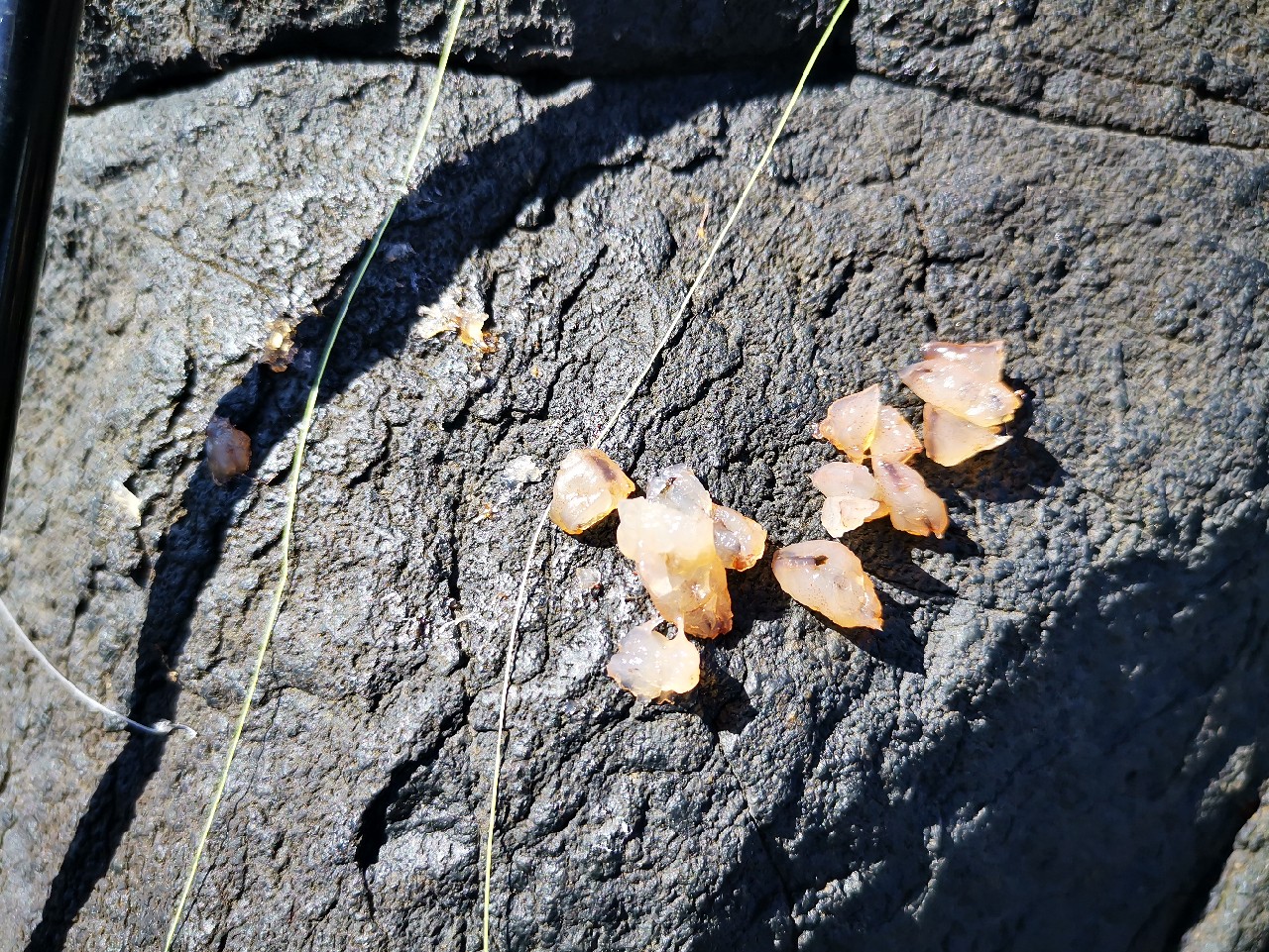 游姿优美的观赏鱼,木兰花乡风景区钓鱼