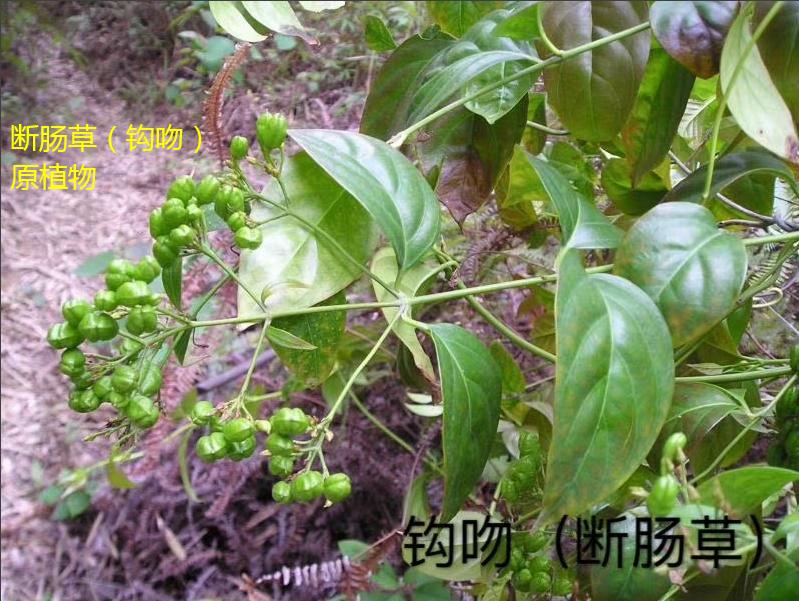 五指毛桃汤什么人不宜饮,五指毛桃汤的中毒症状