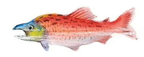 海洋里面有什么护肤成分,海洋护肤成分有哪些