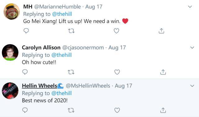 旅美大熊猫美香最快本周诞下第四只幼崽，或成为首个仅用冷冻精子受精的案例