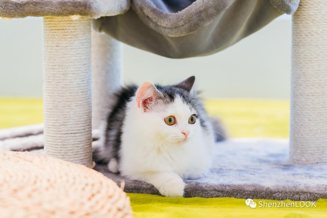 LOOK|海岸城更新·「宠物Mall」限时开放