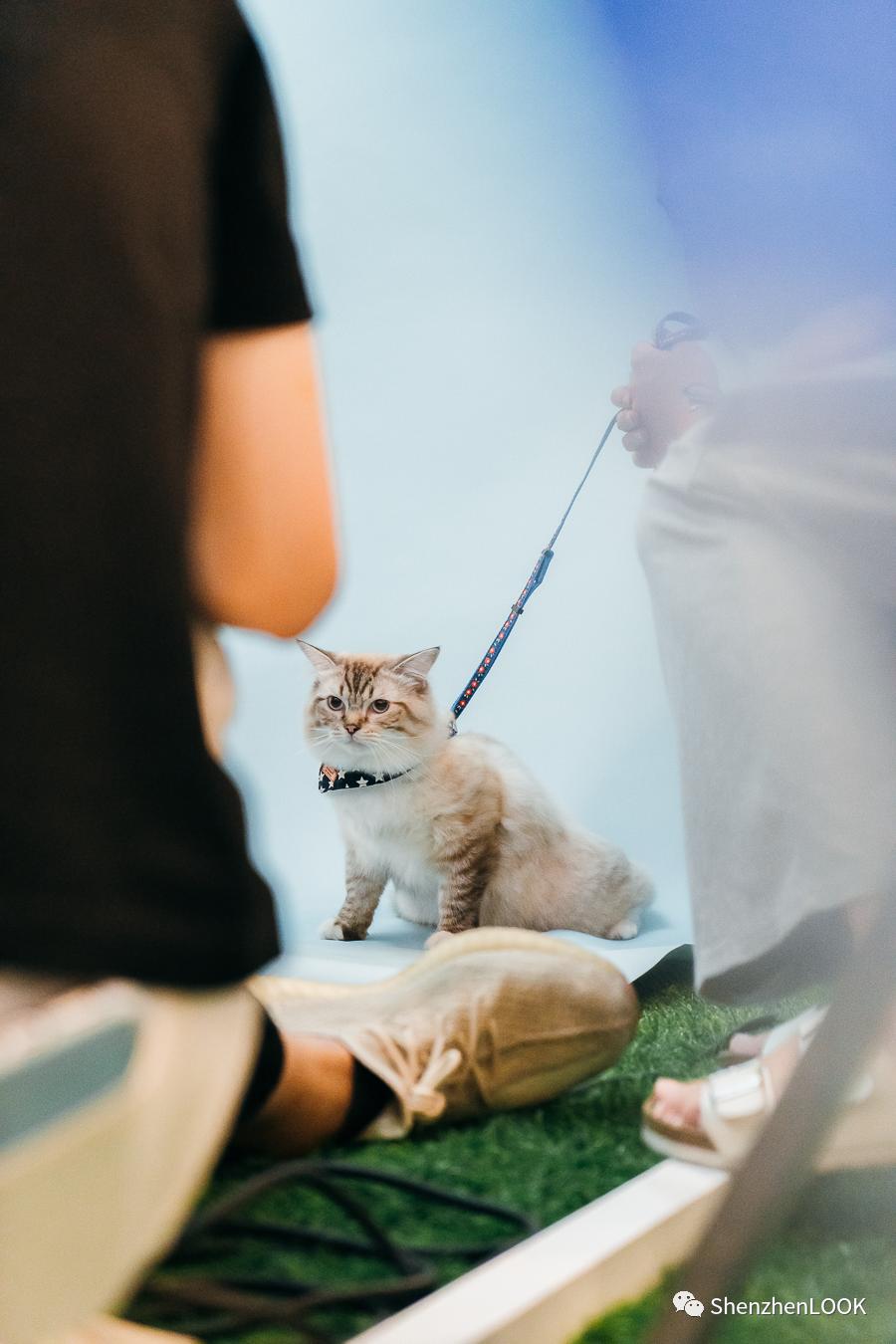 LOOK|海岸城更新·「宠物Mall」限时开放