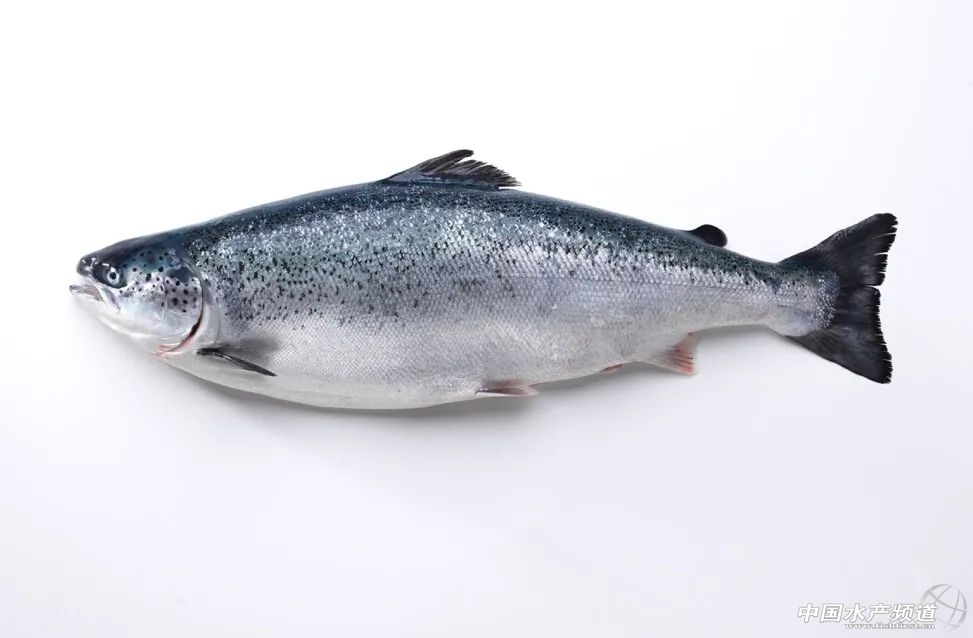 挪威三文鱼安全吗,挪威三文鱼空运过程