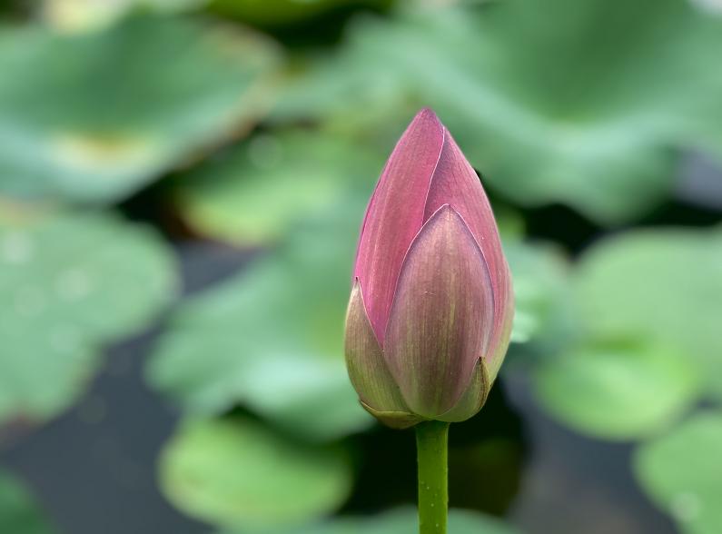 美翻了人间的小桥流水人家,最美的荷花海