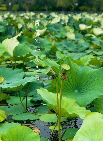美翻了人间的小桥流水人家,最美的荷花海