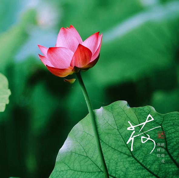 美翻了人间的小桥流水人家,最美的荷花海