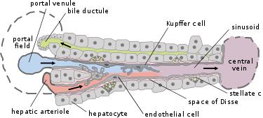 《细胞》子刊：肝脏给血液杀菌竟然靠肠菌帮忙！科学家发现肠菌释放的D-乳酸，可以帮助肝脏细胞清除血液中病原体丨科学大发现