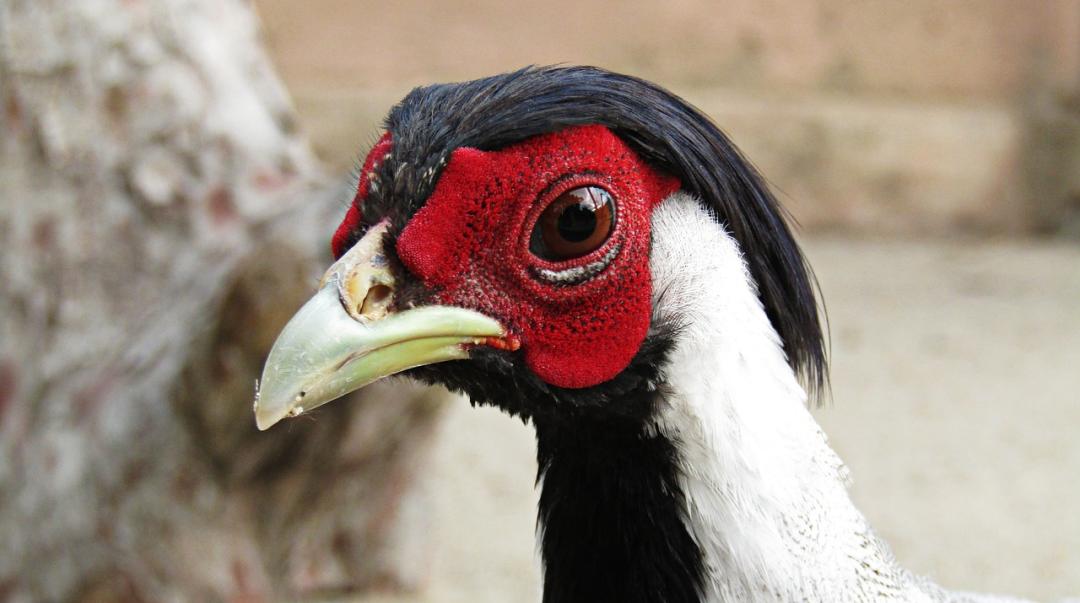 “*窥偷**”网红动物的生活，理解和分享一种离人群最远、离星空最近的喜悦|此刻夜读