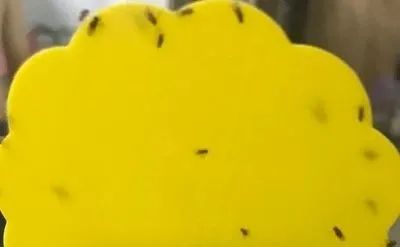 家里有小飞虫用什么驱虫,怎样驱赶小飞虫最有效