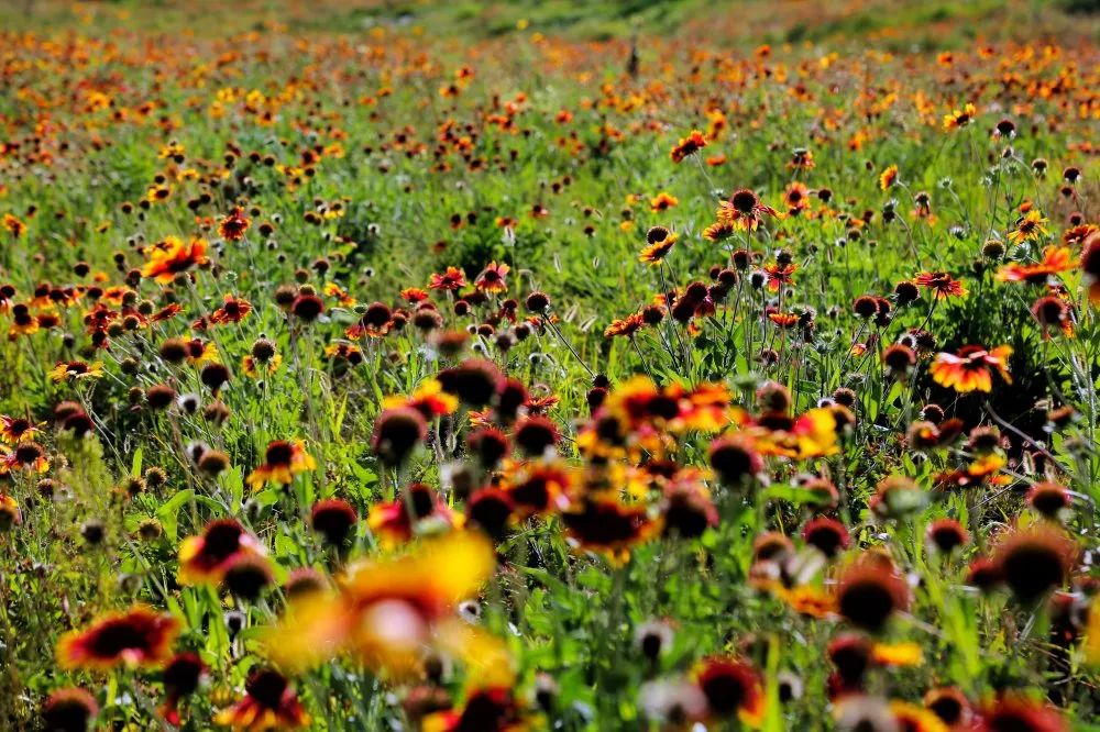 花田之约，醉美其中…