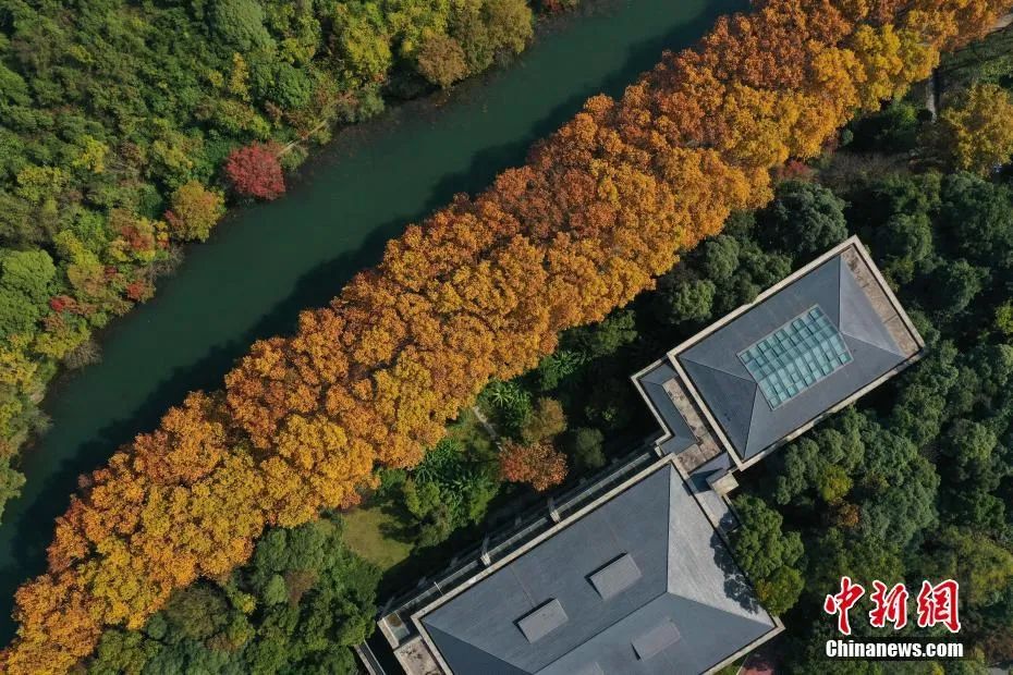 今日白露美句美文,今日白露五律诗