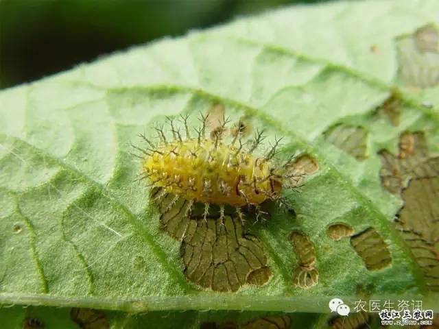 蔬菜害虫图谱,蔬菜害虫100种图谱