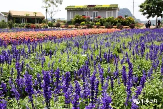 武鸣乡村旅游景点,武鸣区旅游业