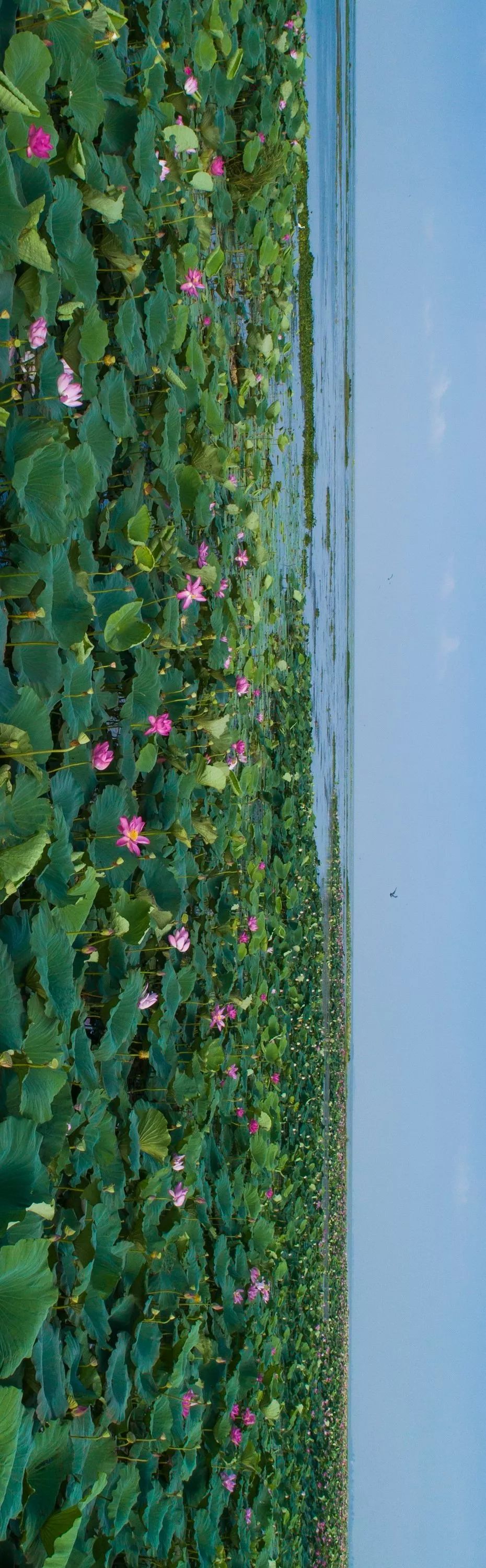 【大美荆州】洪湖，不仅有浪打浪，还有湿地风光和湖鲜全宴！