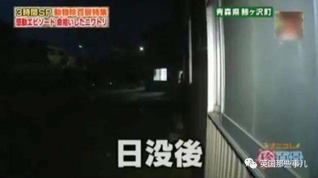 大爷养鸡为吃肉，但却不忍杀鸡。这背后秘密，莫名奇妙可爱