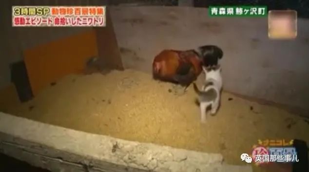 大爷养鸡为吃肉，但却不忍杀鸡。这背后秘密，莫名奇妙可爱