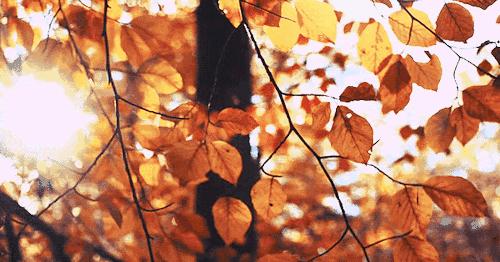 舟马起跑鸣枪,舟马直播回放