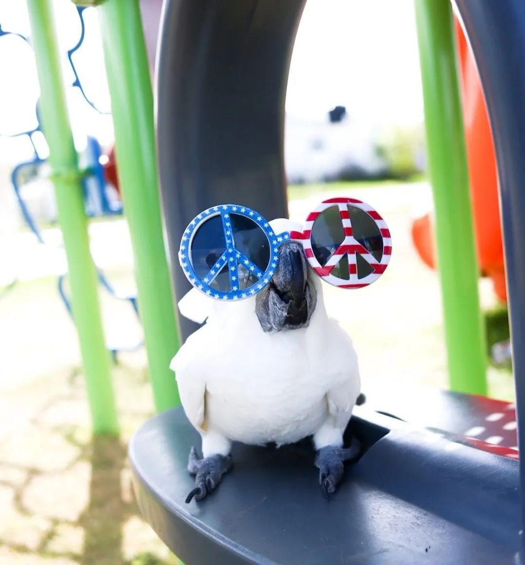 沙雕萌宠集合地,沙雕又可爱的萌宠