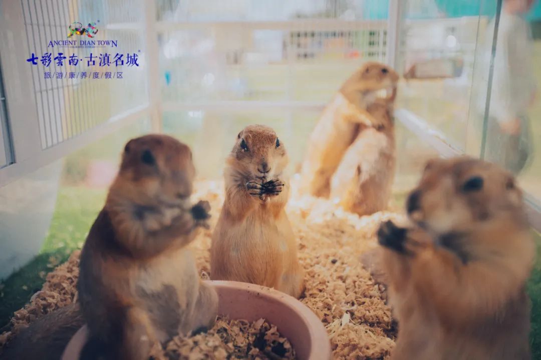 丽江节庆旅游攻略,五一旅游丽江美食