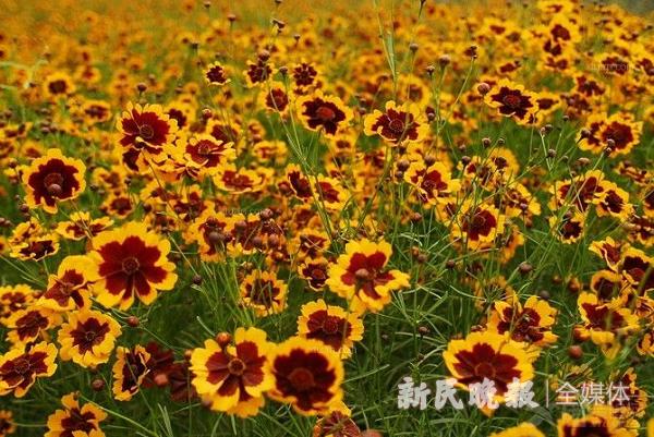 昆仑雪菊新疆雪菊,新疆昆仑山野雪菊