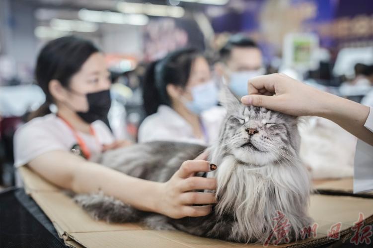 cpf国际宠博会重庆,cpf国际宠博会武汉国博中心门票