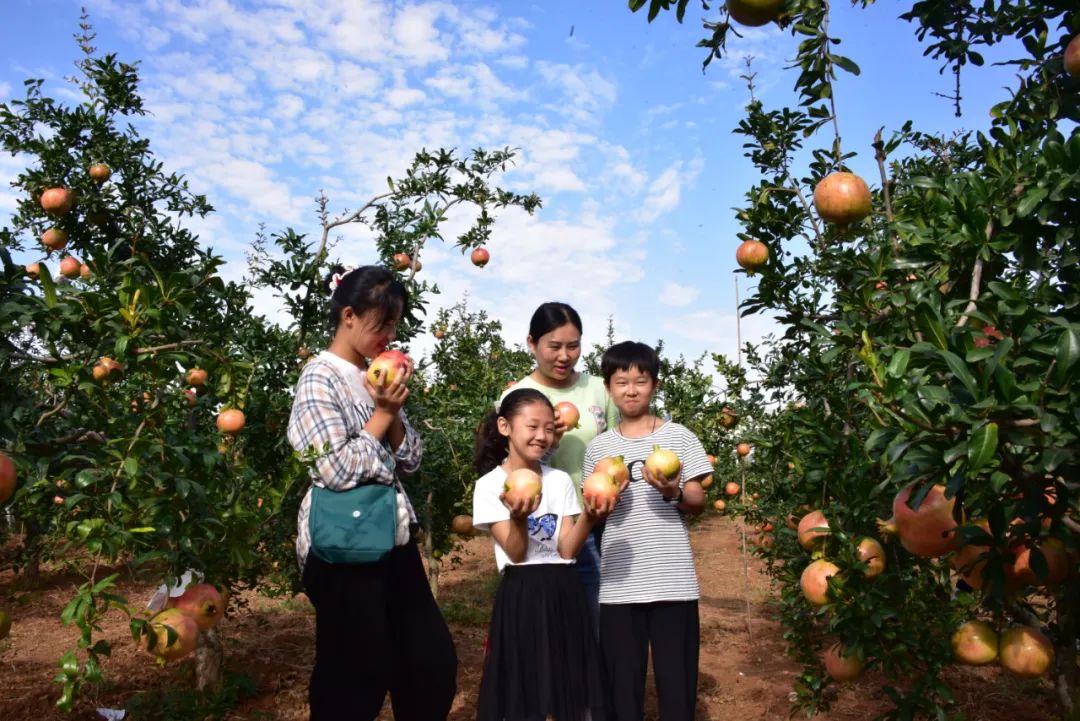 洛阳2020免费采摘春华秋实石榴,临潼石榴采摘攻略