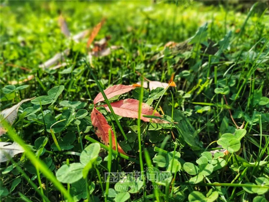 看万山红遍层林尽染全文图片,看万山红遍层林尽染全文朗诵