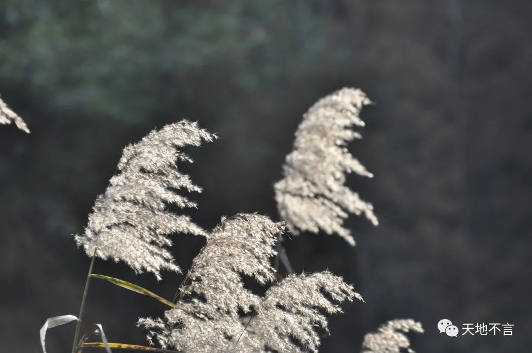 毕飞宇苏北地域文化,毕飞宇在文学界什么地位