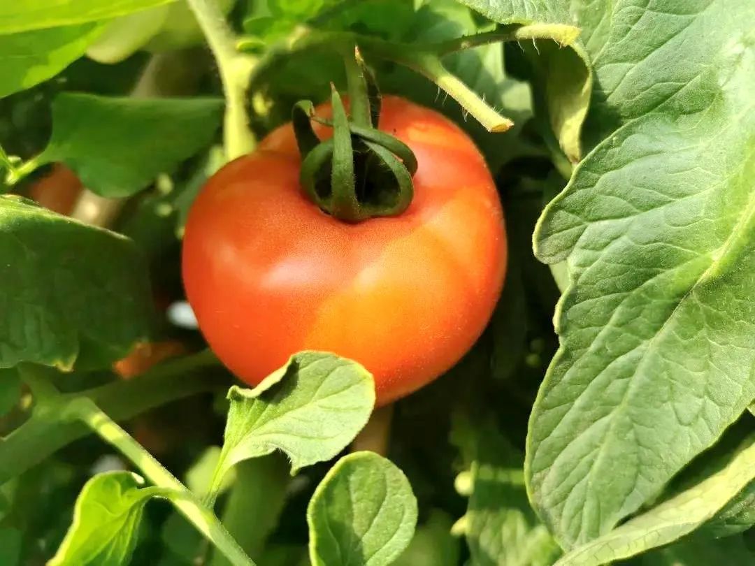 孙俪周冬雨angelababy,孙俪angelababy邓超