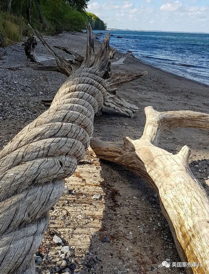 猫头鹰没有眼睛能说话吗,猫头鹰没眼皮