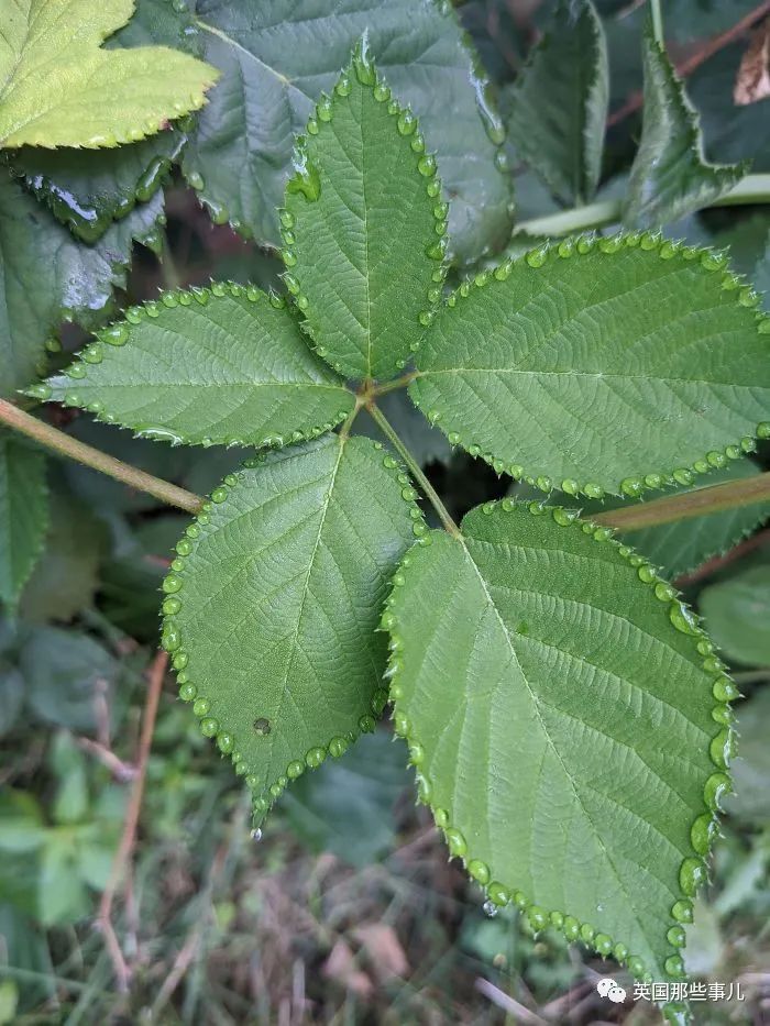 猫头鹰没有眼睛能说话吗,猫头鹰没眼皮