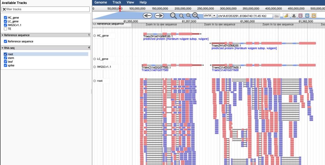 小麦基因组序列查询,小麦基因组
