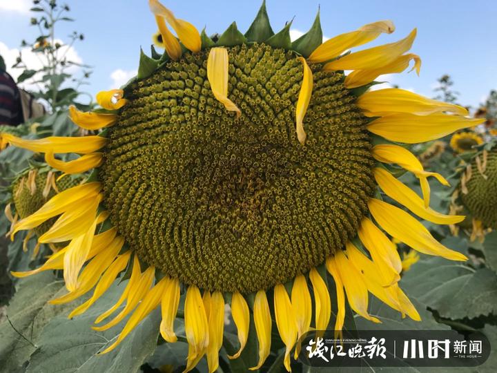 秋日盛宴！赏向日葵花海玩“猫猫兔”，省农科院杨渡科研创新基地多姿多彩