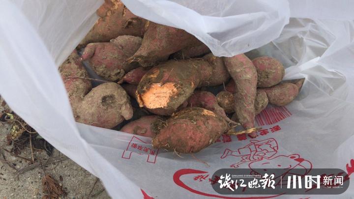 秋日盛宴！赏向日葵花海玩“猫猫兔”，省农科院杨渡科研创新基地多姿多彩